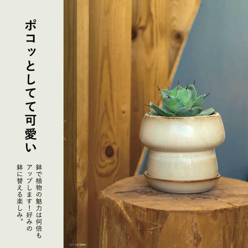 鉢 植木鉢 陶器 室内 おしゃれ 植え替え マッシュルームみたいな