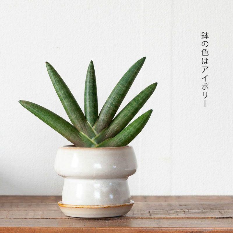 鉢 植木鉢 陶器 室内 おしゃれ 植え替え マッシュルームみたいな
