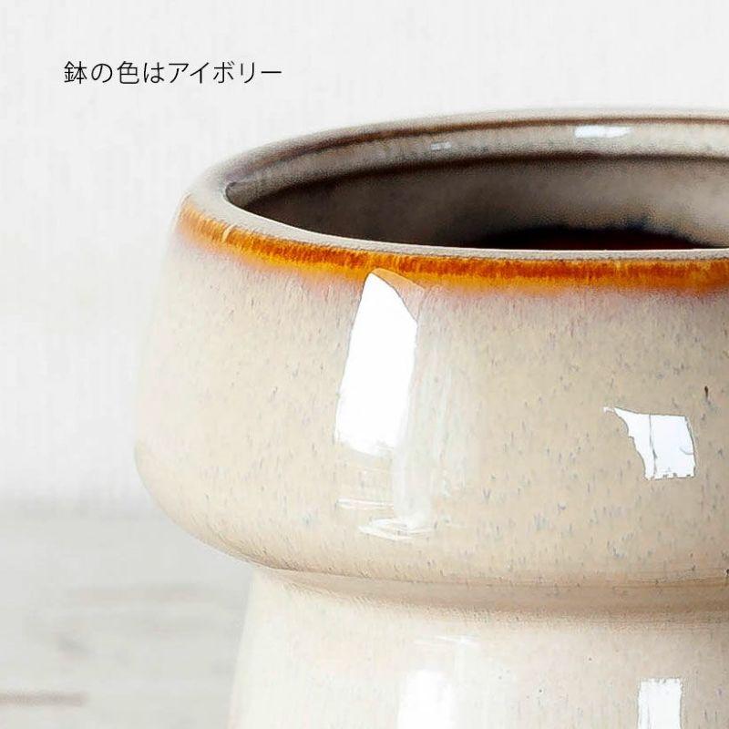 鉢 植木鉢 陶器 室内 おしゃれ 植え替え マッシュルームみたいな