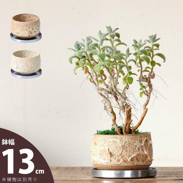 鉢 植木鉢 陶器 室内 おしゃれ 植物 植え替え 抹茶碗をワイルドに演出