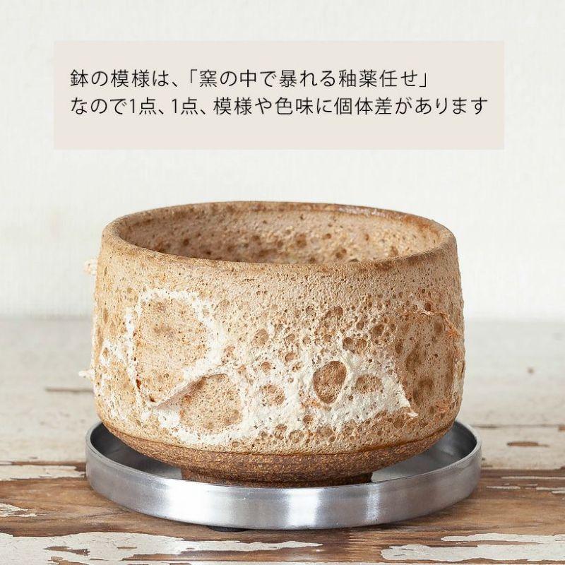 鉢 植木鉢 陶器 室内 おしゃれ 植物 植え替え 抹茶碗をワイルドに演出