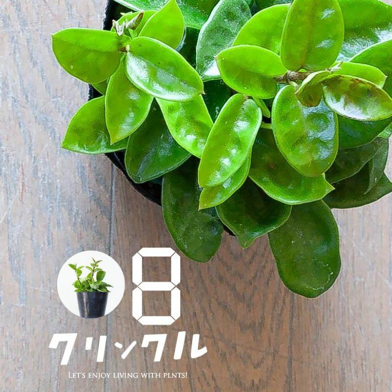 観葉植物 種類 室内 おしゃれ ホヤ カルノーサ「クリンクルエイト」苗