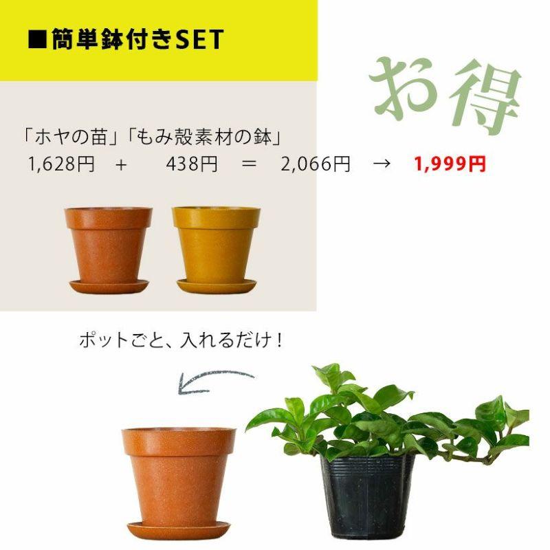 観葉植物 種類 室内 おしゃれ ホヤ カルノーサ「クリンクルエイト」苗