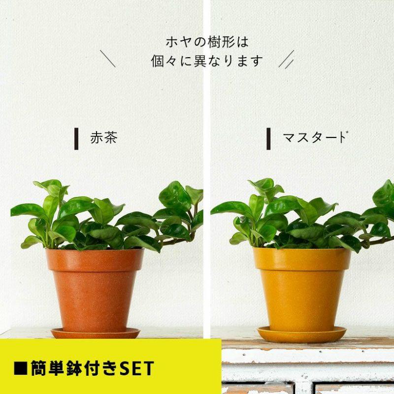 観葉植物 種類 室内 おしゃれ ホヤ カルノーサ「クリンクルエイト」苗
