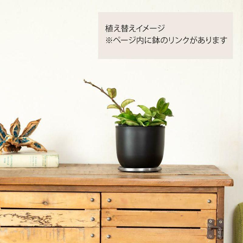 観葉植物 種類 室内 おしゃれ ホヤ カルノーサ「クリンクルエイト」苗