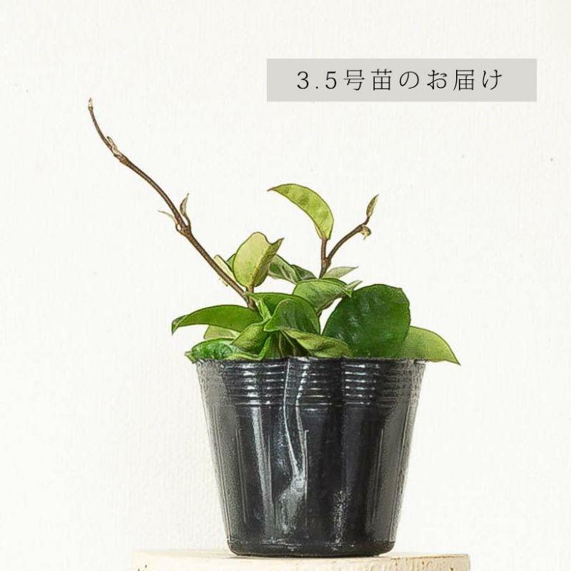 観葉植物 種類 室内 おしゃれ ホヤ カルノーサ「クリンクルエイト」苗