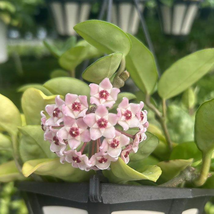観葉植物 種類 室内 おしゃれ ホヤ カルノーサ「クリンクルエイト」苗