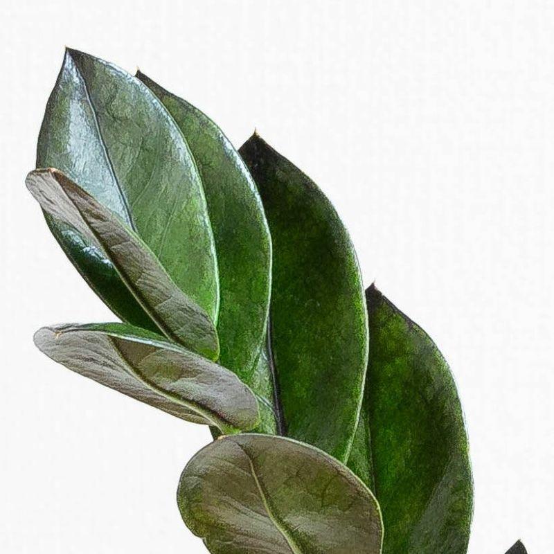 観葉植物 ザミオクルカス・レイヴン ザミオクルカスレイヴン 黒い 葉