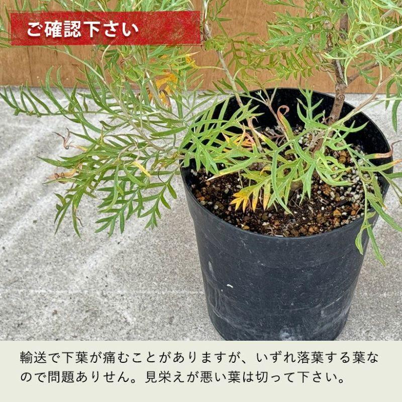 グレビレア・ピーチズ＆クリーム6号鉢（同梱不可商品） : e-花屋さん