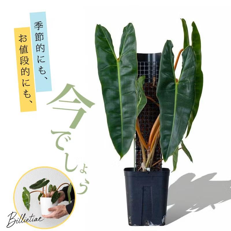 観葉植物 室内 おしゃれ フィロデンドロン・ビレッタエ : e-花屋さん