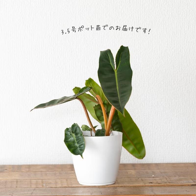 観葉植物 室内 おしゃれ フィロデンドロン・ビレッタエ : e-花屋さん