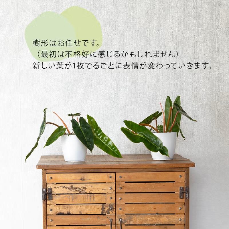 観葉植物 室内 おしゃれ フィロデンドロン・ビレッタエ : e-花屋さん