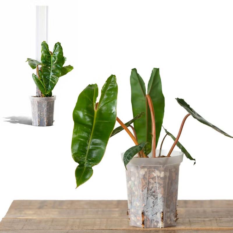観葉植物 室内 おしゃれ フィロデンドロン・ビレッタエ : e-花屋さん