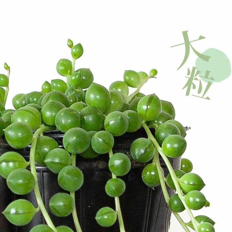 多肉植物「大粒」 グリーンネックレス（3号ポット）観葉 室内