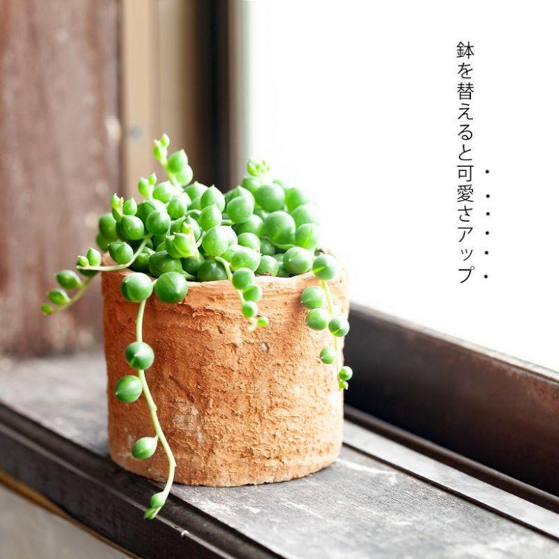 多肉植物「大粒」 グリーンネックレス（3号ポット）観葉 室内 おしゃれ