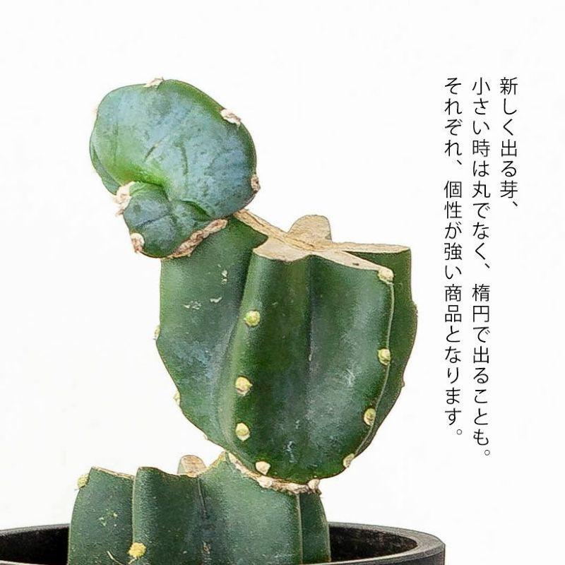 多肉 サボテン 観葉 ジグザグ柱サボテン。丸っこい、可愛い鉢に植えて