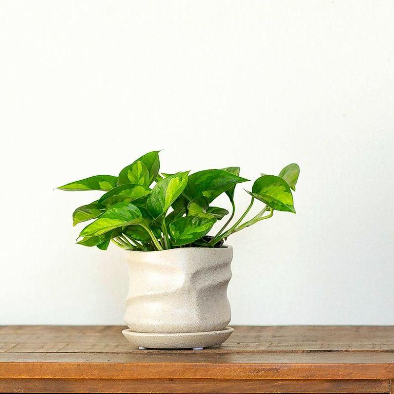 鉢 植木鉢 おしゃれ 室内 陶器鉢「作家もの」に似た雰囲気。それでいて