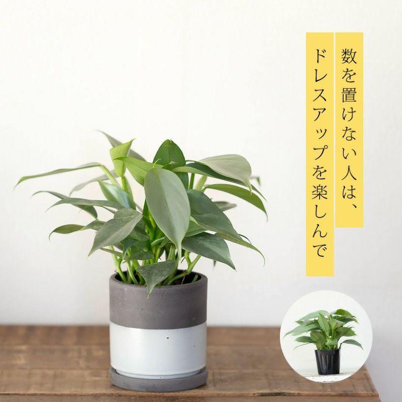 鉢 植木鉢 陶器鉢おしゃれ 室内 鉢カバー ツートンCOLORのシリンダー