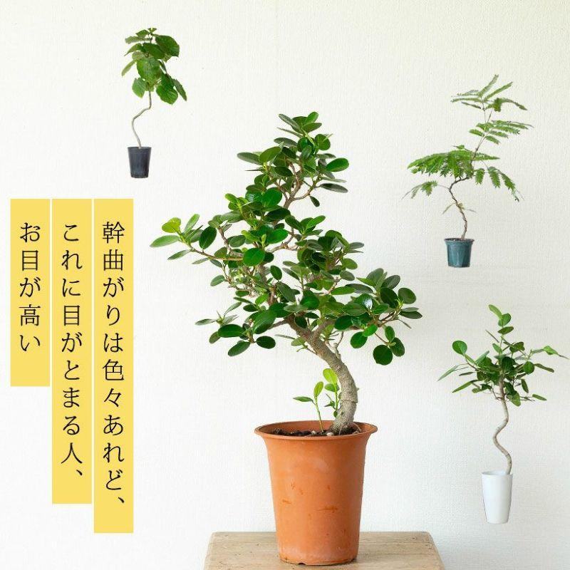 観葉植物「幹曲がり」パンダガジュマル（6号鉢）※同梱不可商品