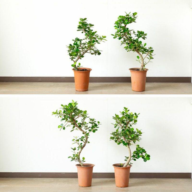 ガジュマル 太幹 フィカス 植物 インテリア ガジュマル太幹 フィカス