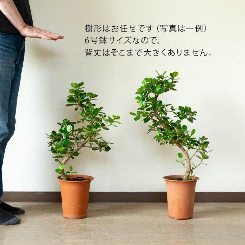 最高級樹形 幹極太 パンダ ガジュマル 曲がり 9号 陶器鉢 植え込み発送 最