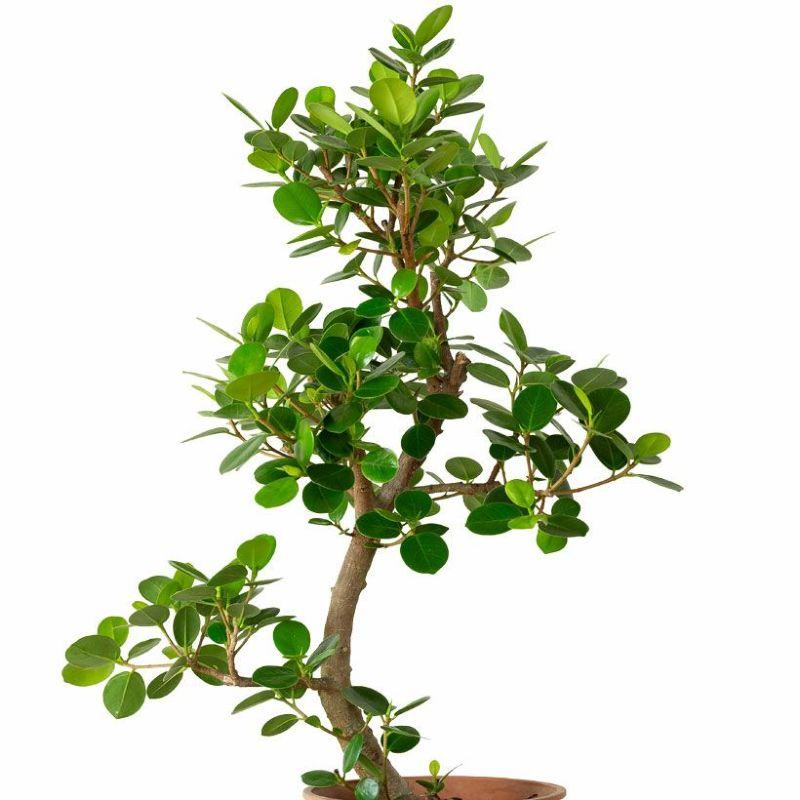 観葉植物「幹曲がり」パンダガジュマル（6号鉢）※同梱不可商品