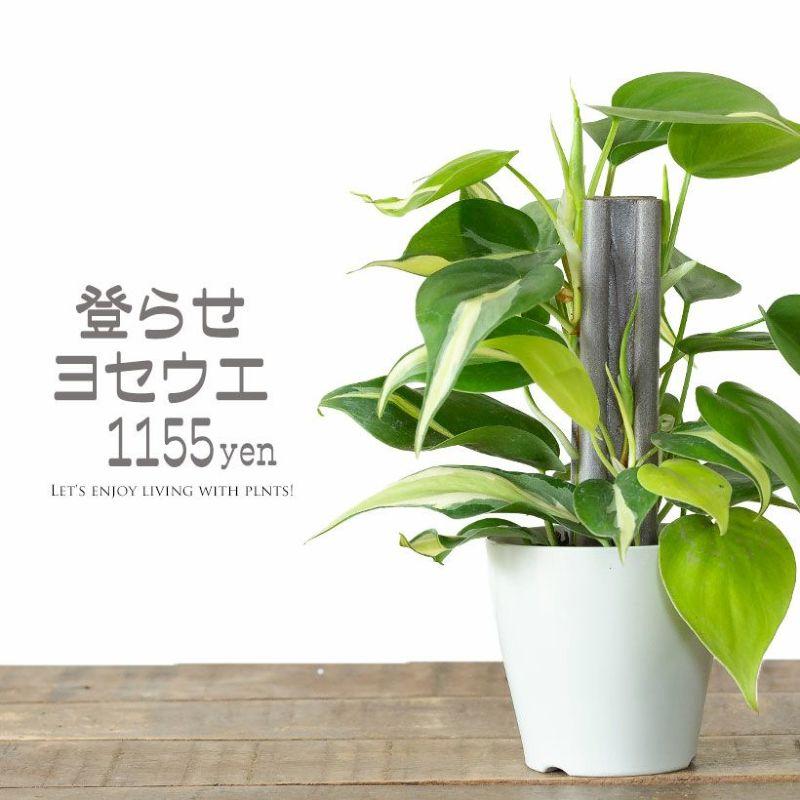 お手頃価格・お気軽GREEN「オキシカルジウムの寄せ植え」登り棒仕立て 