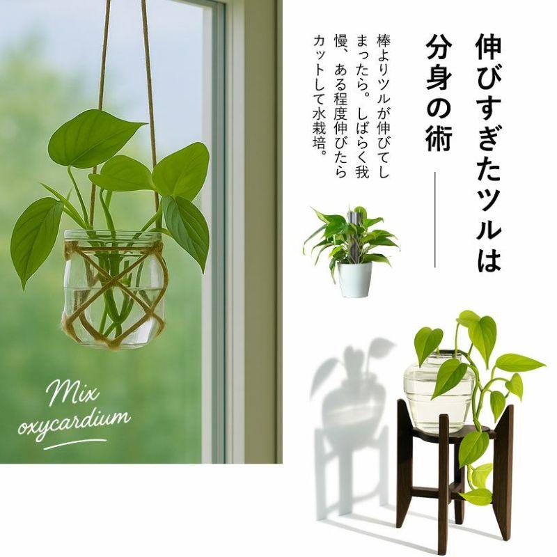 お手頃価格・お気軽GREEN「オキシカルジウムの寄せ植え」登り棒仕立て 