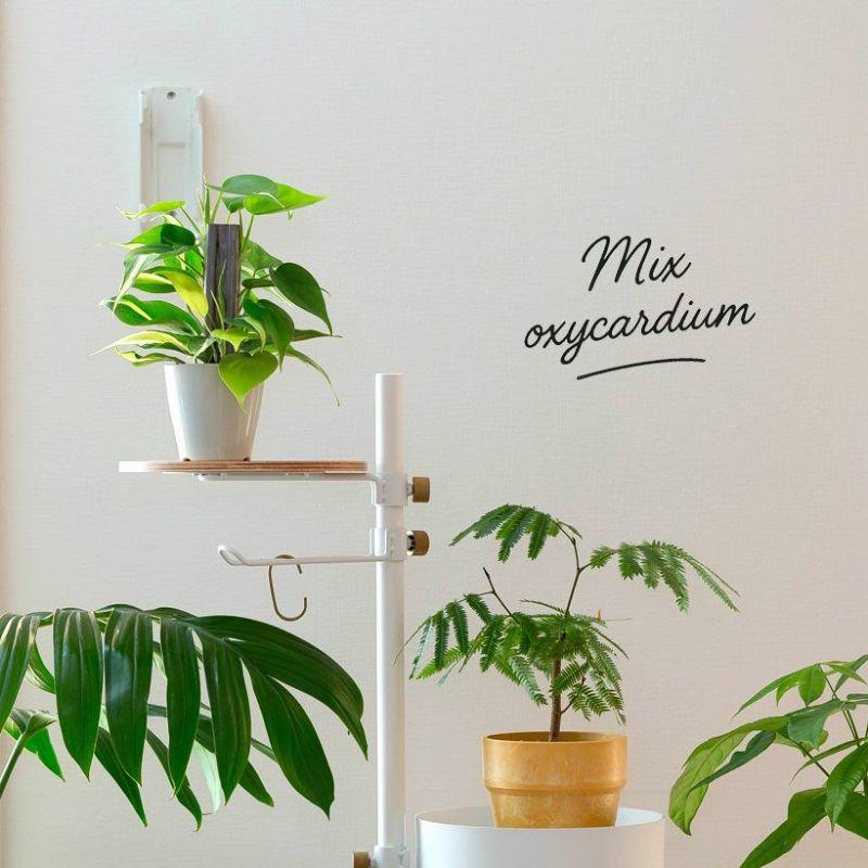お手頃価格・お気軽GREEN「オキシカルジウムの寄せ植え」登り棒仕立て 