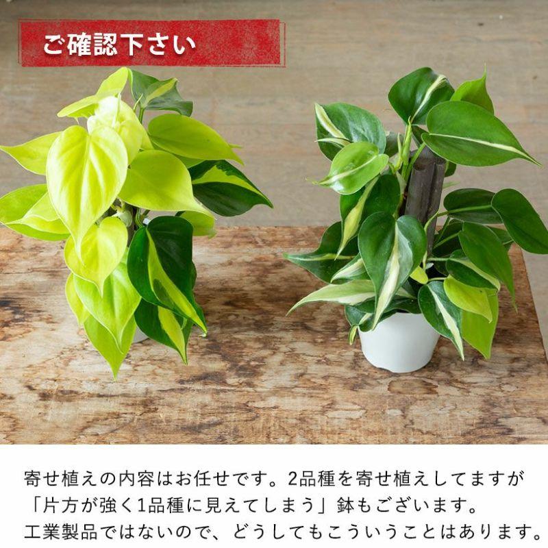 お手頃価格・お気軽GREEN「オキシカルジウムの寄せ植え」登り棒仕立て 