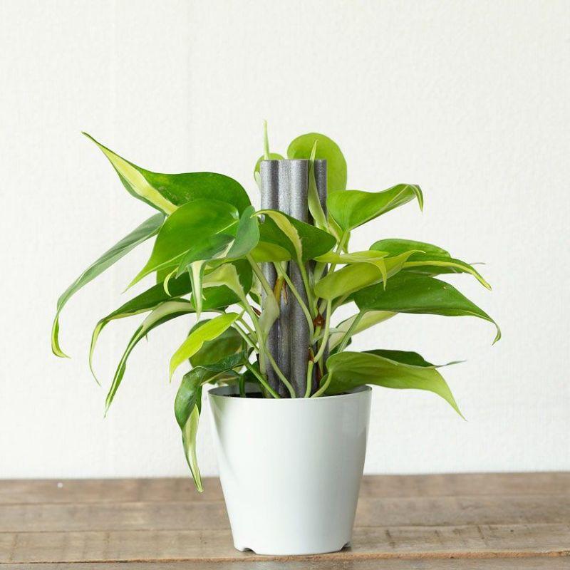 お手頃価格・お気軽GREEN「オキシカルジウムの寄せ植え」登り棒仕立て 