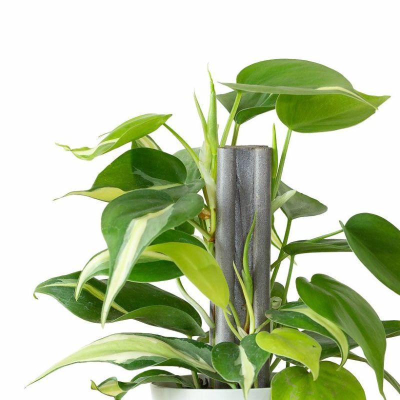 お手頃価格・お気軽GREEN「オキシカルジウムの寄せ植え」登り棒仕立て