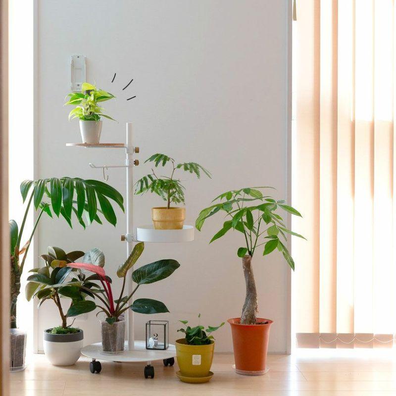 お手頃価格・お気軽GREEN「オキシカルジウムの寄せ植え」登り棒仕立て 