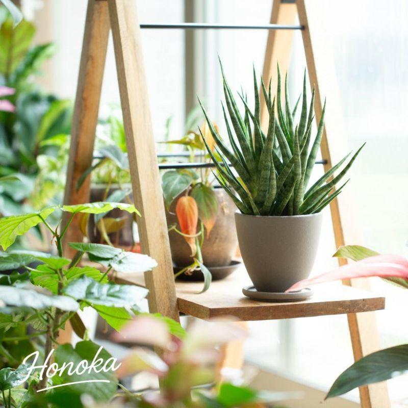 鉢 植木鉢 陶器 おしゃれ シンプル ほのか （Made in JAPAN植木鉢