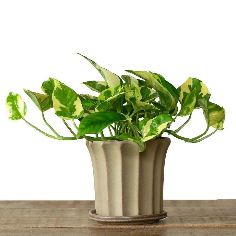 鉢 植木鉢 おしゃれ 室内 陶器鉢 いい感じのブラウン。上品で、植物を