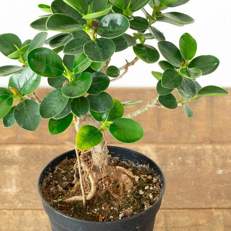観葉植物 ガジュマル 【写真で選べる】盆栽風パンダガジュマル : e