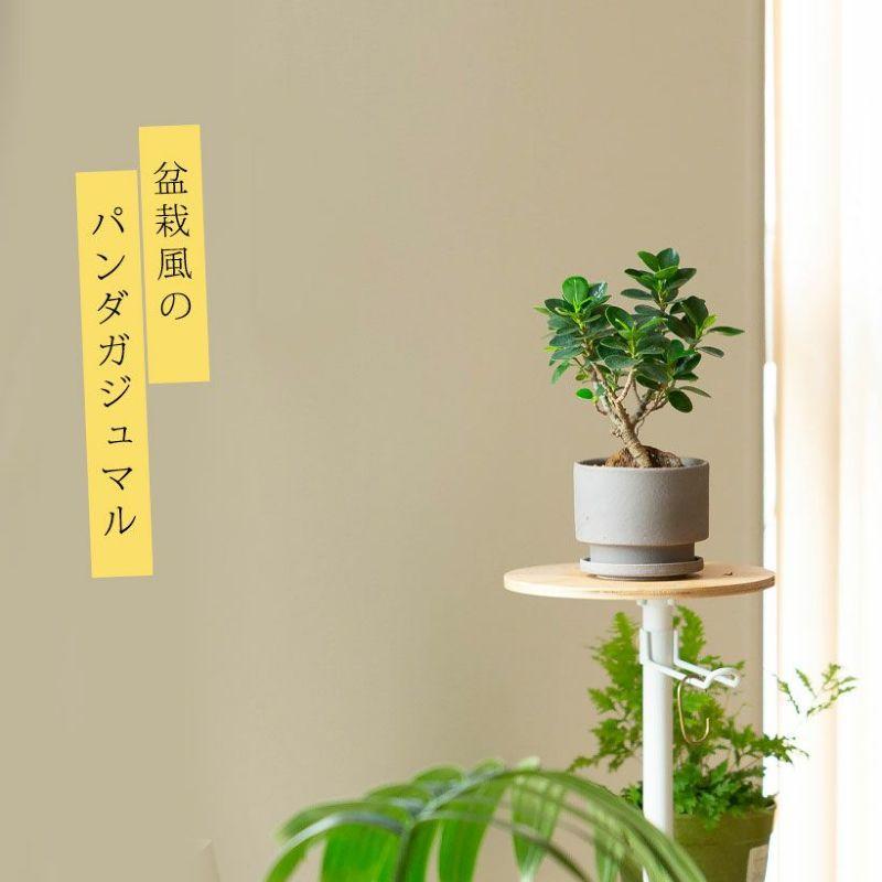 観葉植物 ガジュマル 【写真で選べる】盆栽風パンダガジュマル : e