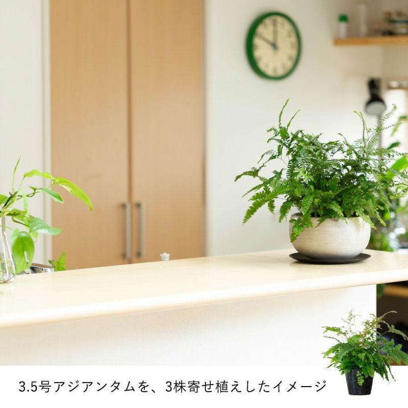 鉢 植木鉢 おしゃれ 室内 陶器鉢 浅鉢 ゆったりとした、浅めのボール鉢