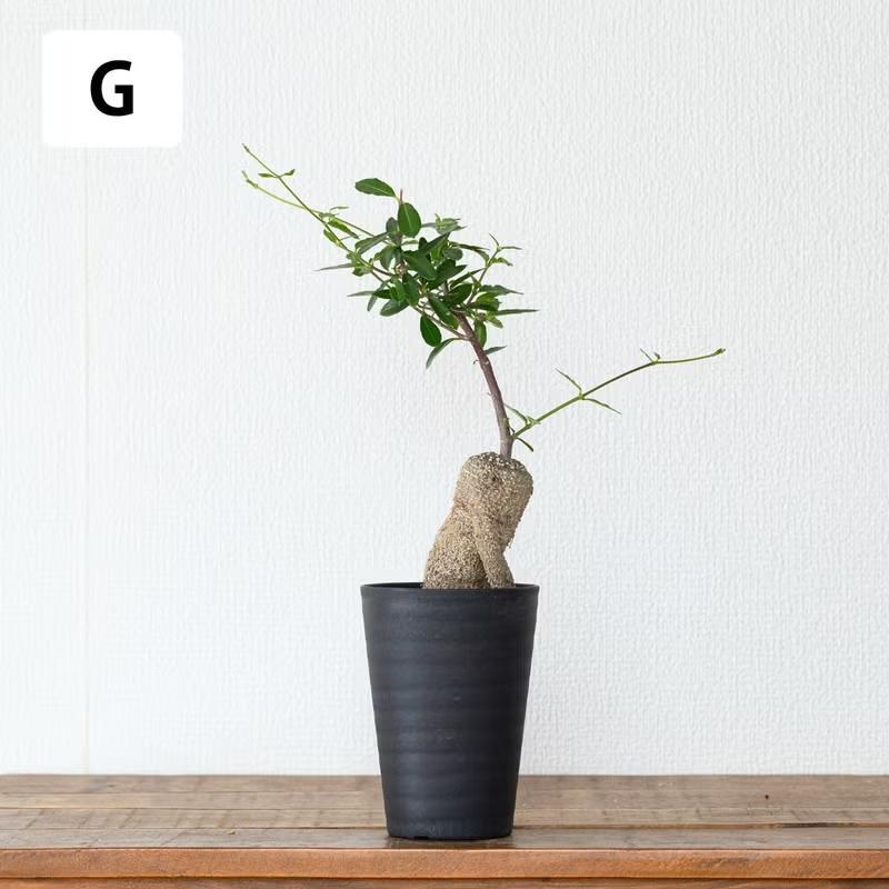 観葉植物 火星人 【写真で選べる】いい感じに太ってます！火星人