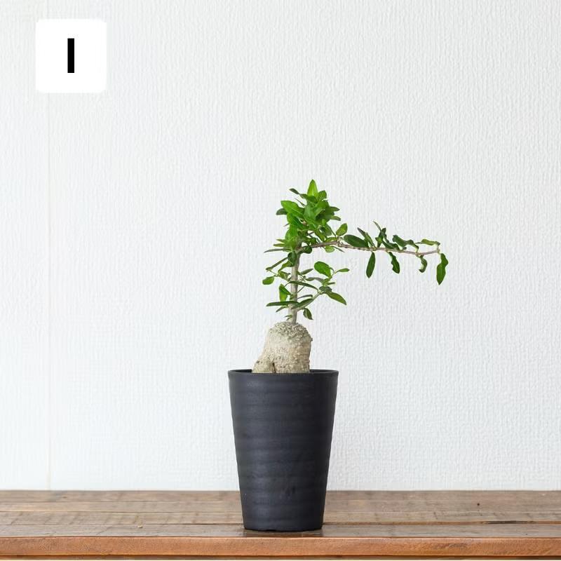 観葉植物 火星人 【写真で選べる】いい感じに太ってます！火星人