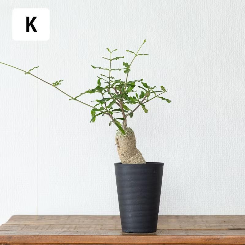 観葉植物 火星人 【写真で選べる】いい感じに太ってます！火星人