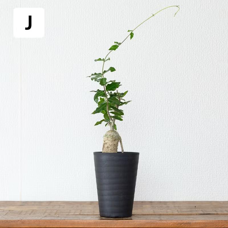 観葉植物 火星人 【写真で選べる】いい感じに太ってます！火星人