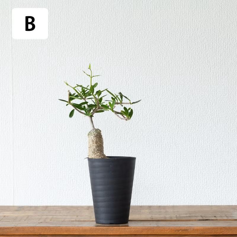 観葉植物 火星人 【写真で選べる】いい感じに太ってます！火星人
