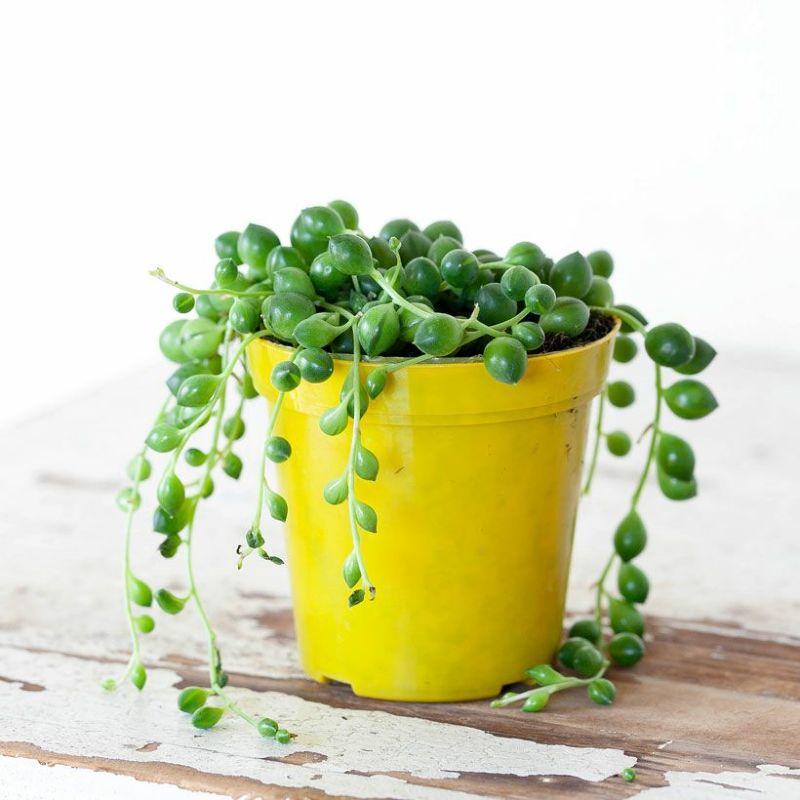 多肉植物 ミドリノスズ 育てやすい ミニ 小さくキュートな