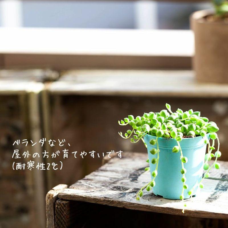多肉植物 ミドリノスズ 育てやすい ミニ 小さくキュートな、グリーン