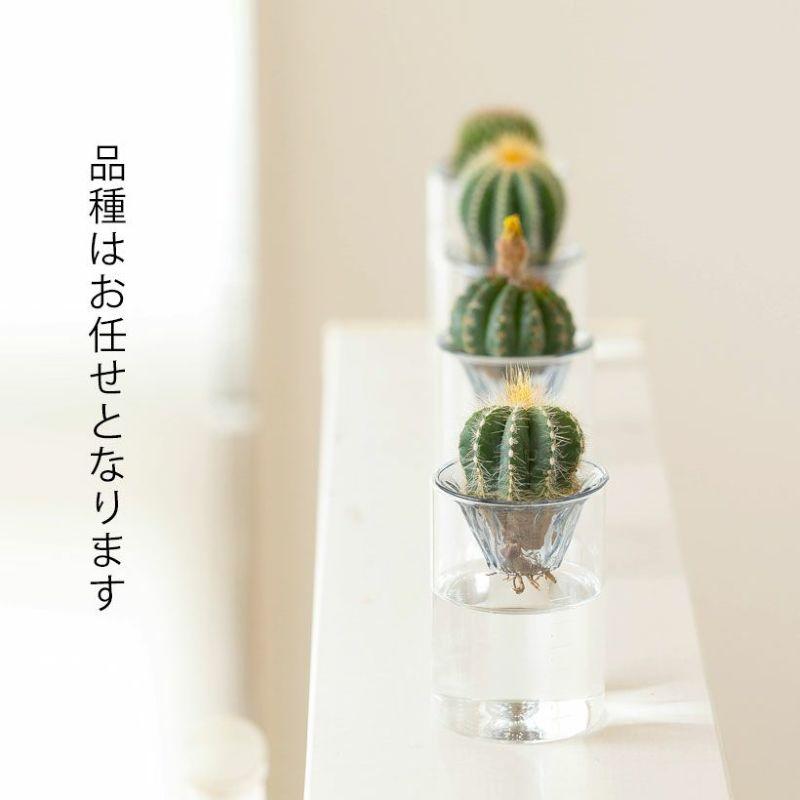 サボテンの水耕栽培（分離式ガラス容器付き）※品種はお任せとなります