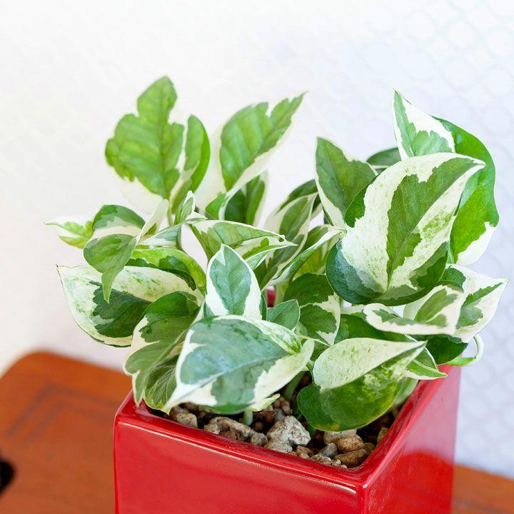 観葉植物 ポトス おしゃれ インテリア グリーン 小型 ミニ ポトス