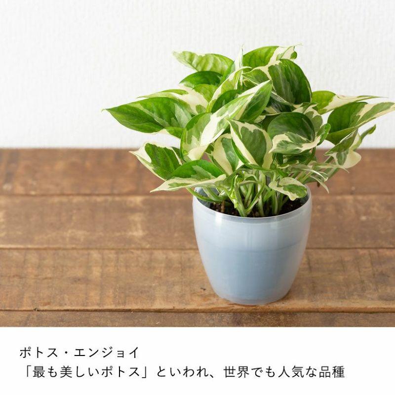 観葉植物 ポトス 室内 おしゃれ 水やり簡単！透明鉢カバー付きポトス