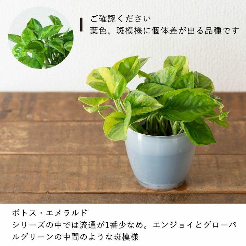 観葉植物 ポトス　 観葉植物 ポトス 6号 Ceramic Pot (セラミック) 付き | 観葉植物なら