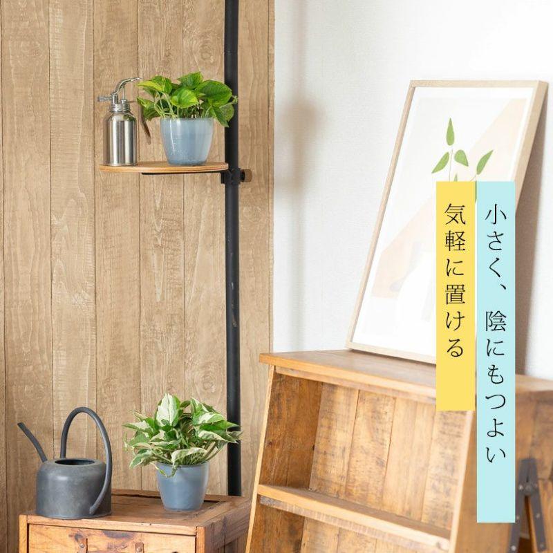観葉植物 ポトス 室内 おしゃれ 水やり簡単！透明鉢カバー付きポトス